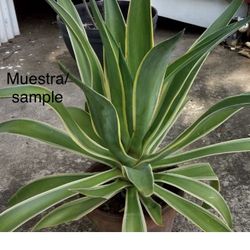 Agave Desmettiana
