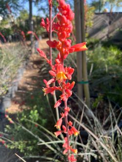 Red yucca