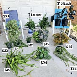 
Zig-Zag Cactus 🌿 Hoyas 🌿 Succulent Baskets 🌿 Horn Succulents 🌿 Black Rubber Trees 
