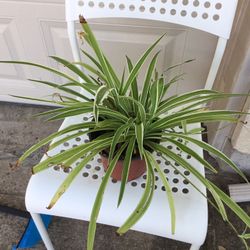 Spider Plant 