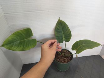 Anthurium King Vetchii Rare Plant
