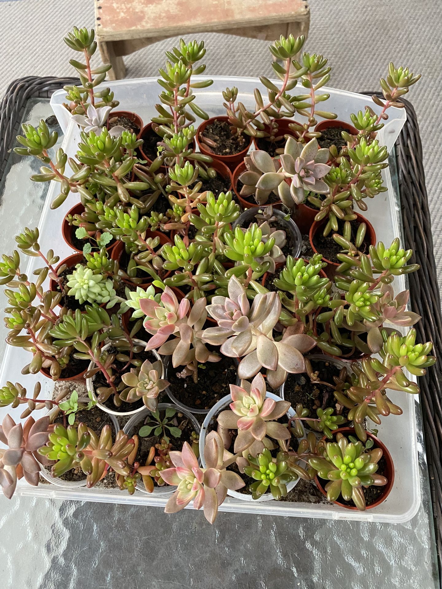 Succulents