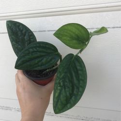 Beautiful Monstera Peru Plant