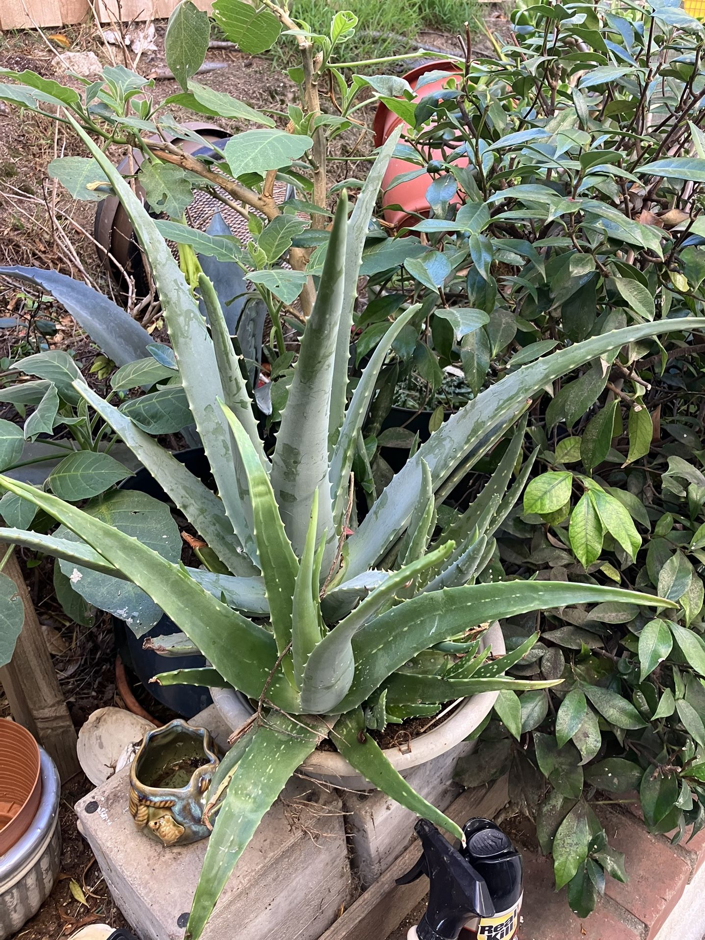 Plants Agave And Aloe In Nice Pots