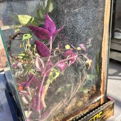 Cage With Everything With It Already 12x18