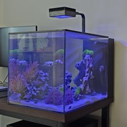 Saltwater Aquarium