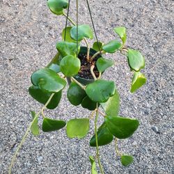 Hoya Heart  Plant  6" Pot $45