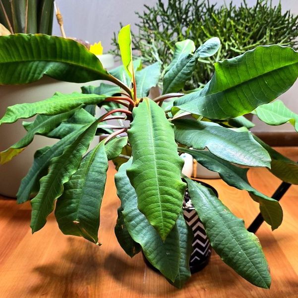 RARE & ENDANGERED!! Potted Euphorbia Leuconeura Aka The Jewel Of Madagascar 