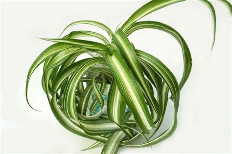Curly Spider Plant