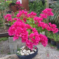 Big Sale‼️Gorgeous Bougainvillea Bonsai From $150🌸