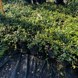 JASMINE 1GALLON 
