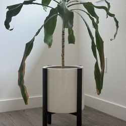 Dracaena Fragrans Plant (Pot and Stand Included)