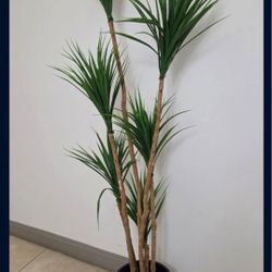 *** NEW LOW PRICE *** 6ft Faux Spider Dracaena in a 15in (Tall) Black Resin Planter @ Lasting Creations
