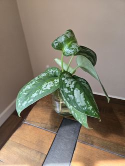 Live Exotica Pothos cuttings