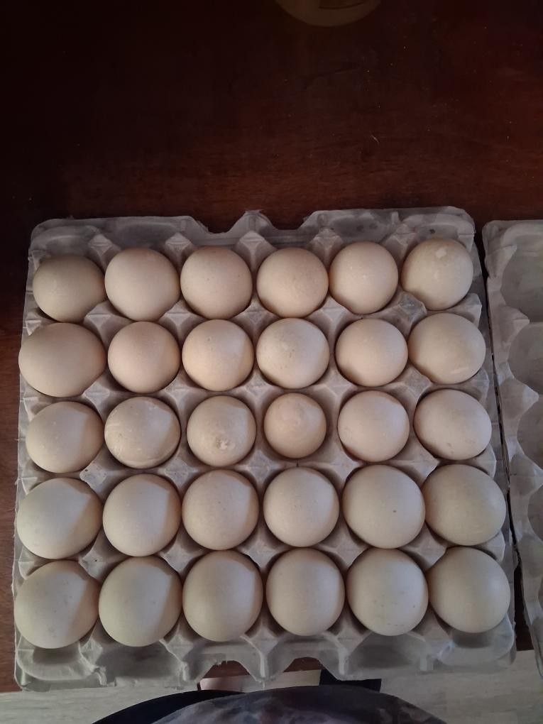 Duck Eggs
