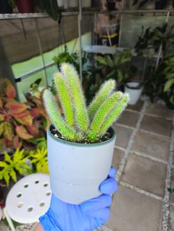 Monkey Tail Cactus 🌵