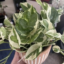 Pearls and Jade Pothos Cuttings