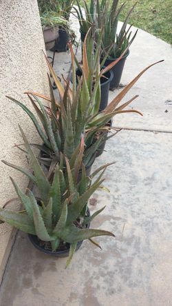 Aloe Vera plants