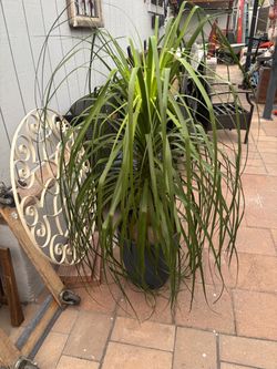 Pony tail plant, elephant foot.