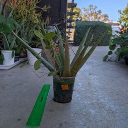 Aloe Plant 8