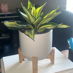 Sanseveria In Ceramic Planter