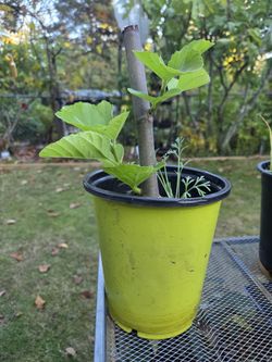 DESERT KING young Fig tree starter 1gal