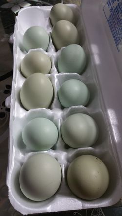 Fresh eggs