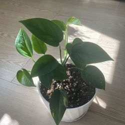 Plants