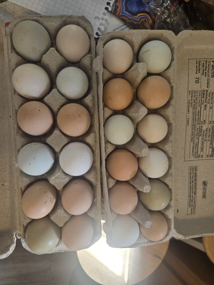 Eggs for sale $5.00 per dozen
