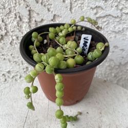 4 Inch Pot Hanging Succulent Plant - Rare String of Pearls Variegated - Curio Rowleyanus - Established Plant - Drought Resistant🪴  