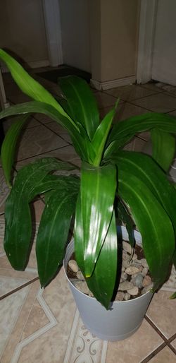 DRACAENA
