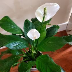 Peace Lily 