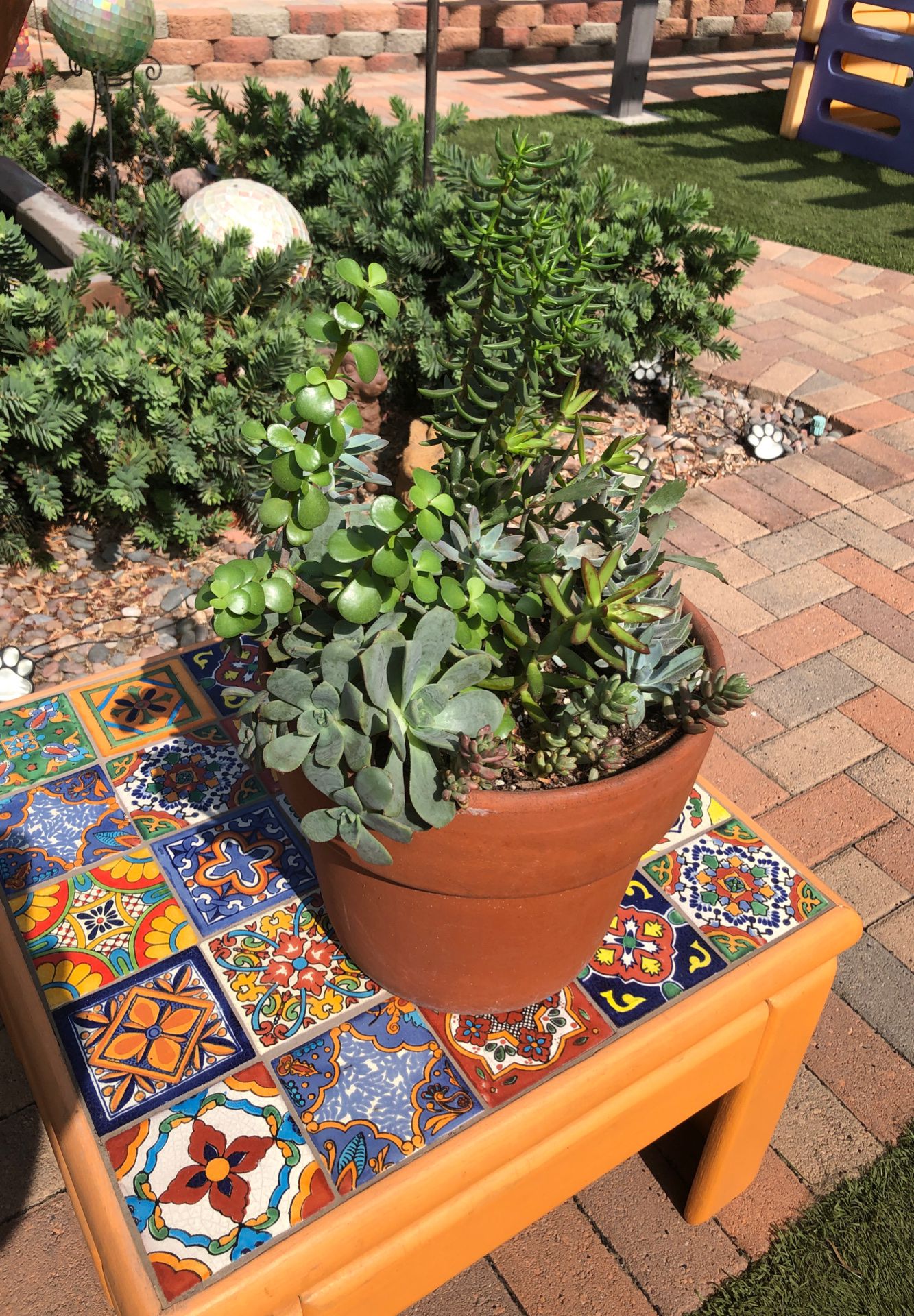 A variety of succulents in a terra-cotta pot