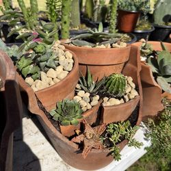 Succulents arrangement 🪴