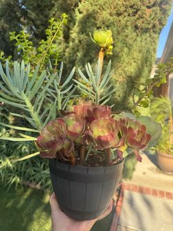 Gorgeous Succulent