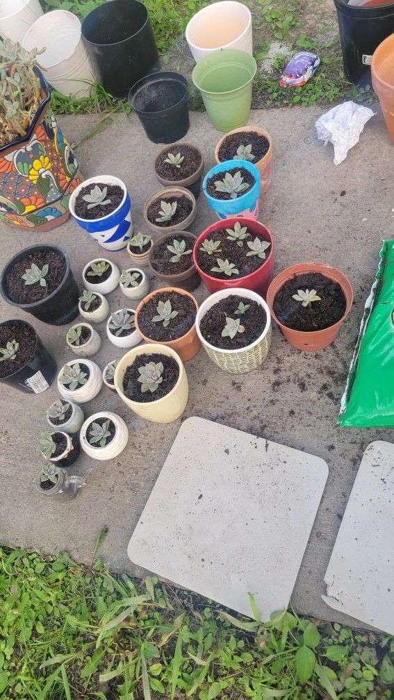 succulent plants