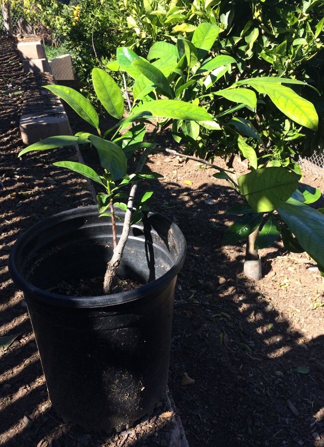 Black Sapote / Tropical persimmon