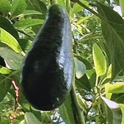 Árboles De 🥑 Aguacate Criollos 