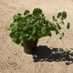 MALVA ROSITA