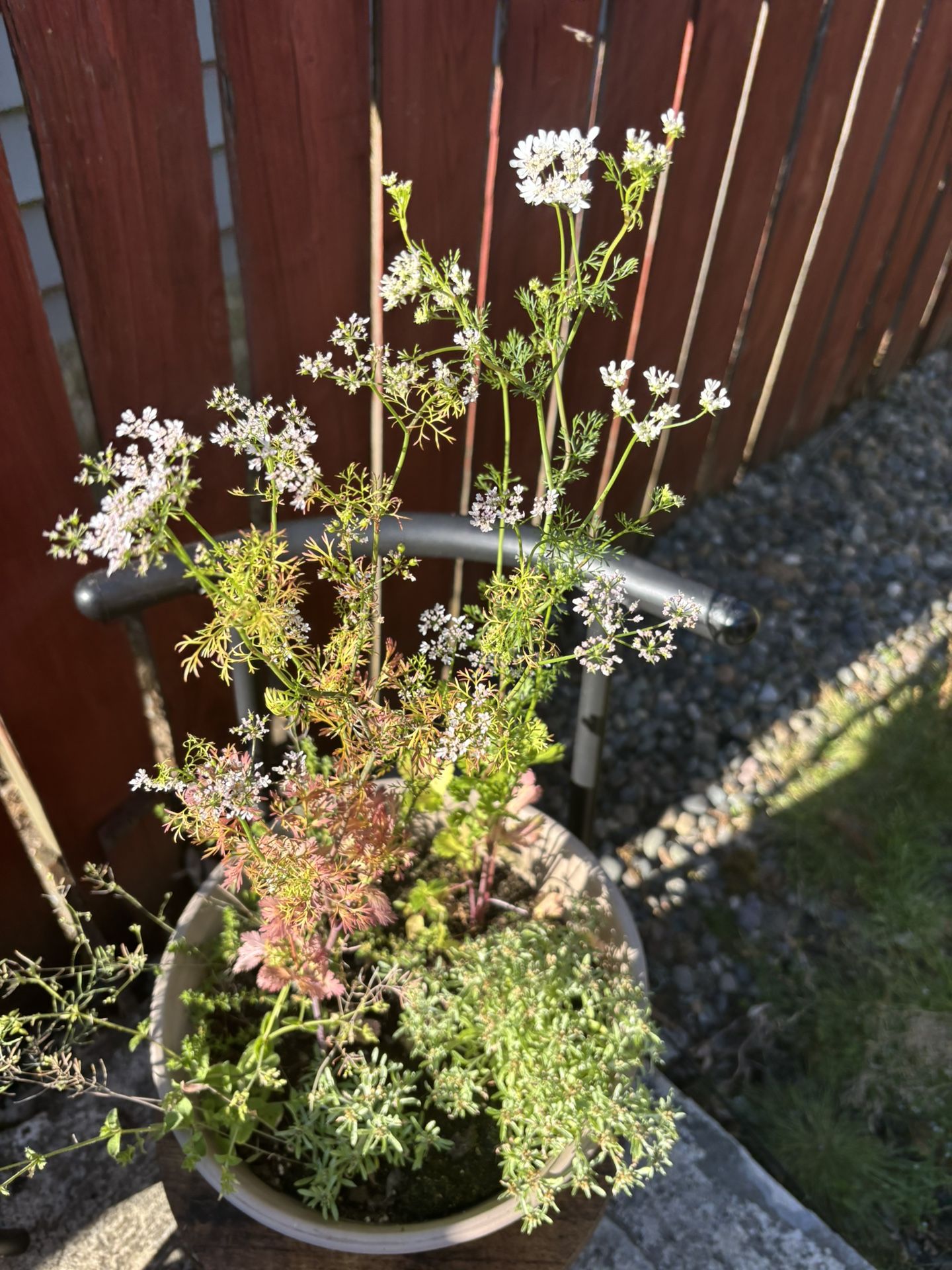 Cilantro And Perennials In A Ceramic Pot