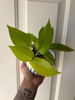 Neon Pothos in Lemon 🍋 Pot