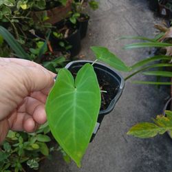 Alocascia Elephant Ear 4" Pot Houseplant Landscape Plant