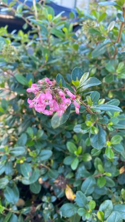 Pink Princess Escalonia Bush STARTS