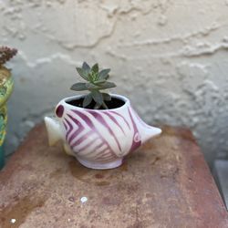 Succulent In Ceramic Fish