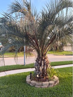 Palm tree