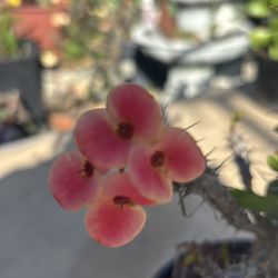 Corona de cristo rosa fuerte y rasa bajito