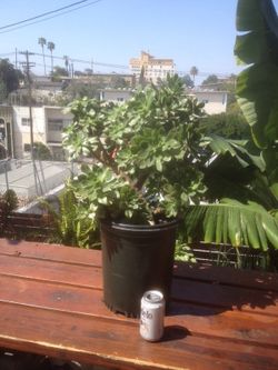 Succulent plants for sale