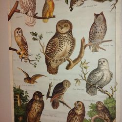 Vintage Owl Poster 