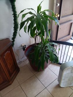 Corn plant
