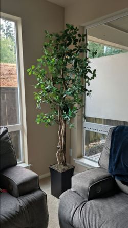 Ashley Large Artificial Ficus Tree in Planter